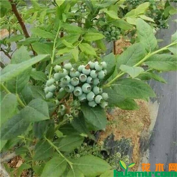 五年蓝莓苗