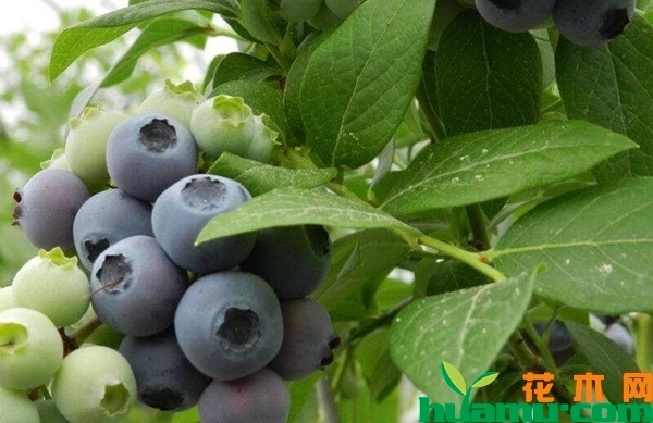 蓝莓树苗多少钱一棵?蓝莓种植适合什么地方？