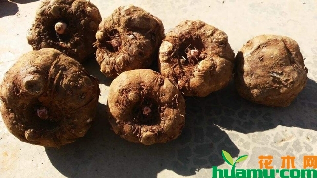 魔芋价格多少钱一斤？种植魔芋赚钱吗？