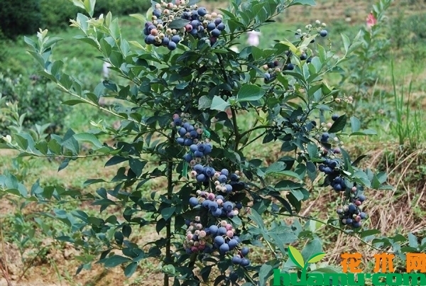 蓝莓树苗