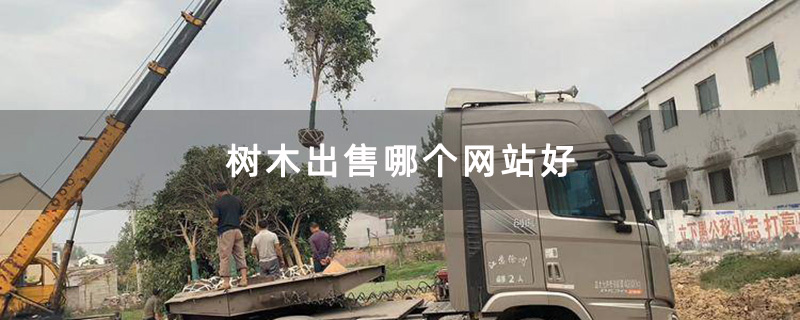 树木出售哪个网站好