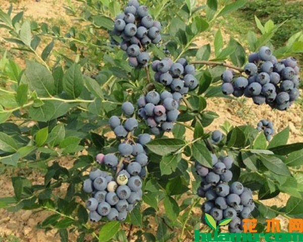 蓝莓树苗