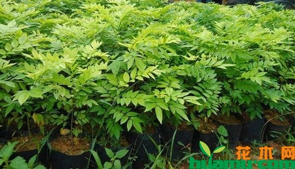云南黄花梨树苗价格多少钱一棵？黄花梨树苗那里有卖?