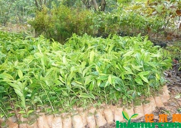 海南黄花梨树苗多少钱一棵？黄花梨树苗怎么养?