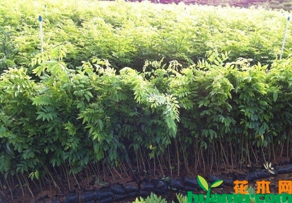 海南黄花梨树苗