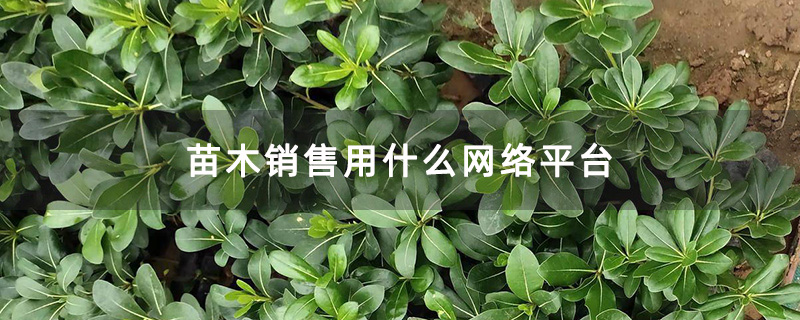 海桐小苗