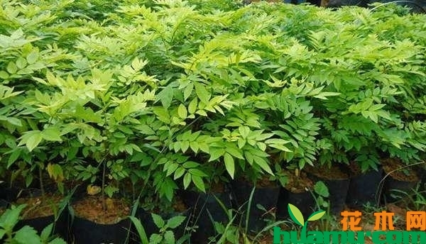 海南黄花梨树苗