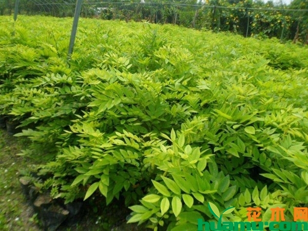云南黄花梨树苗