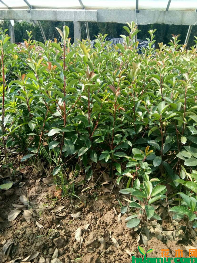 红叶石楠种植技术有哪些？