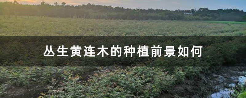 丛生黄连木的种植前景如何 丛生黄连木的种植前景如何