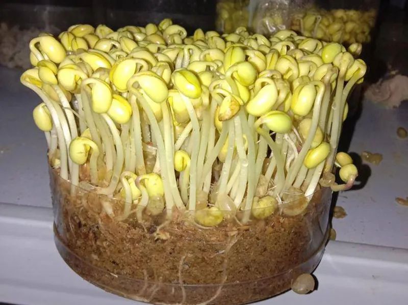 黄豆芽