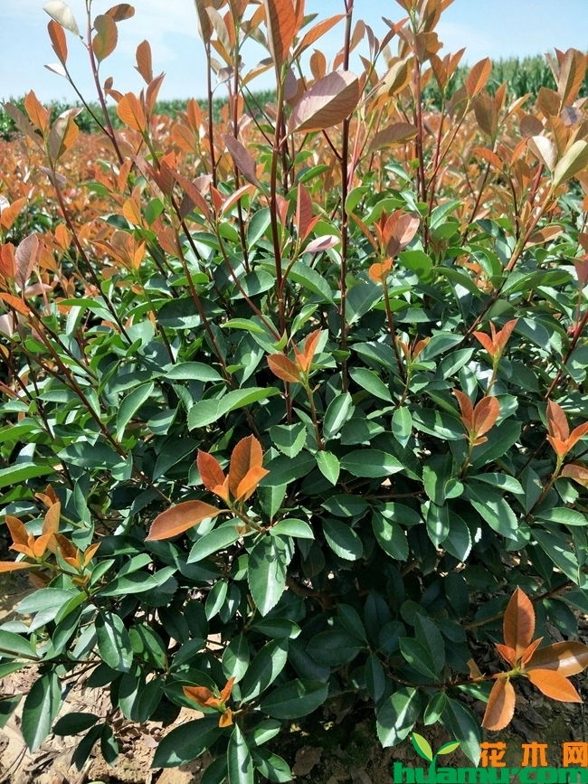 红叶石楠种植技术