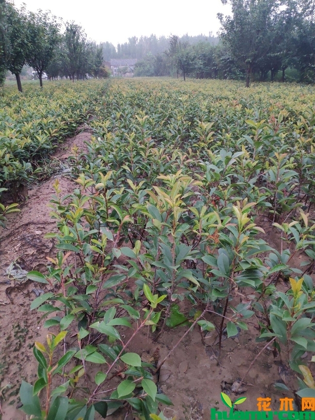 红叶石楠价格