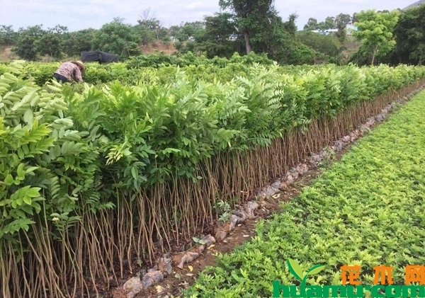 黄花梨树苗价格多少钱一株？黄花梨是梨树吗？