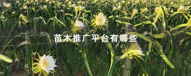 火龙果基地