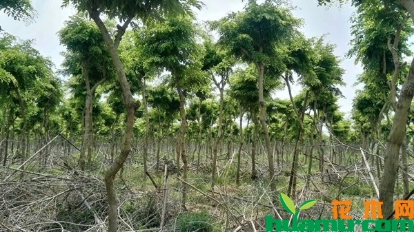 黄花梨树苗