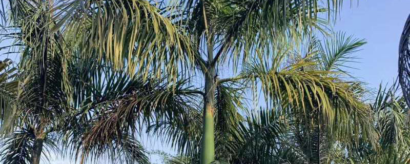 6米高大王椰子树价格多少钱一棵