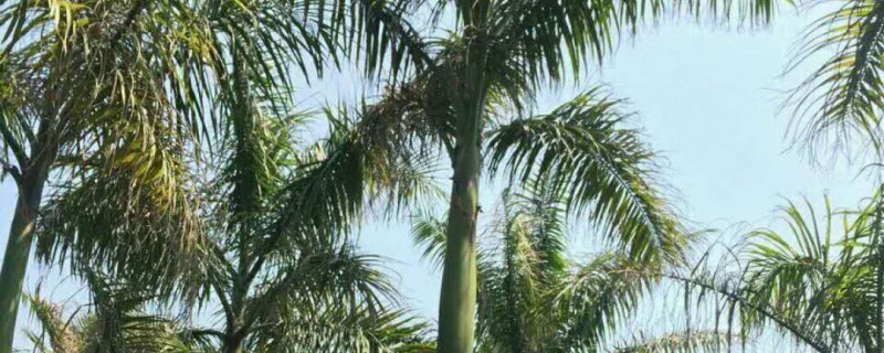 1.5米大王椰子树苗价格多少钱一棵
