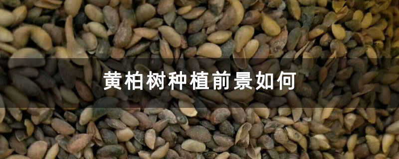 黄柏树种植前景如何