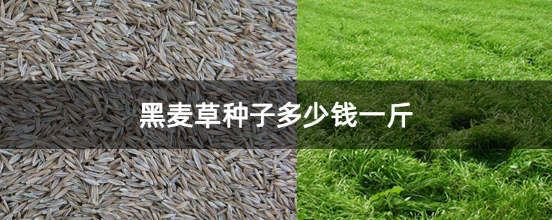 黑麦草种子价格及图片