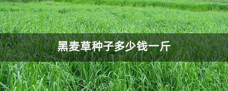 黑麦草种子多少钱一斤 黑麦草种子多少钱一斤