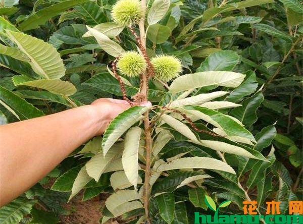 现在板栗苗批发价格多少钱？板栗苗一亩地种多少棵？