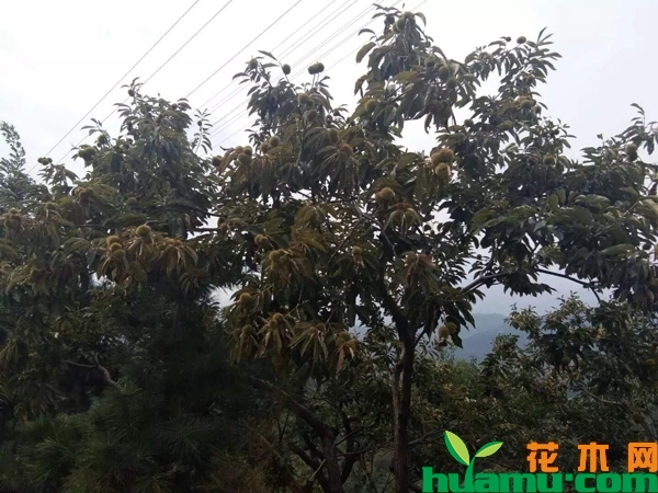 板栗苗