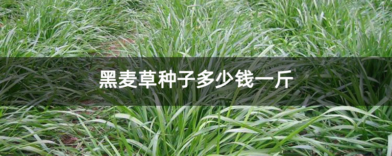 黑麦草种子多少钱一斤 黑麦草种子多少钱一斤