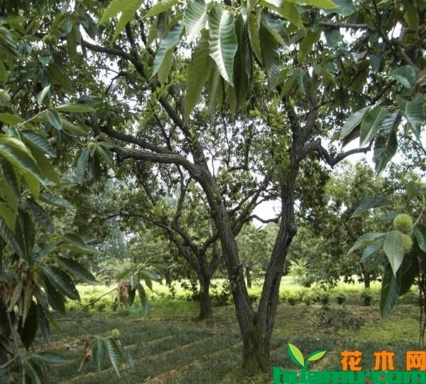 大红袍板栗