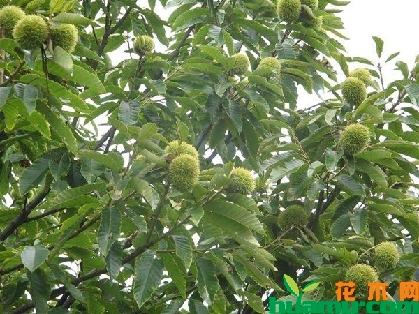 大红袍板栗