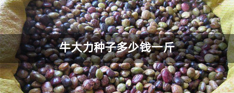 牛大力种子多少钱一斤 牛大力种子多少钱一斤