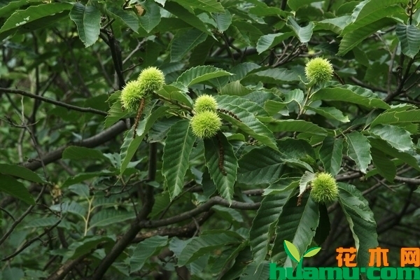 大红袍板栗