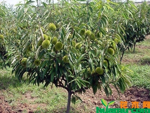 板栗苗多少钱一棵？板栗苗种植培育方法介绍