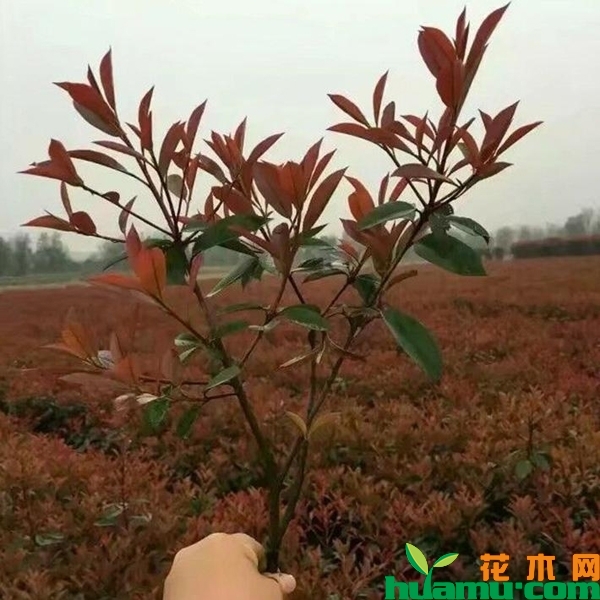 红叶石楠小苗