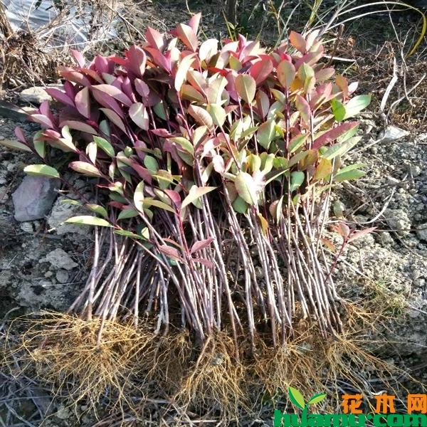 红叶石楠小苗