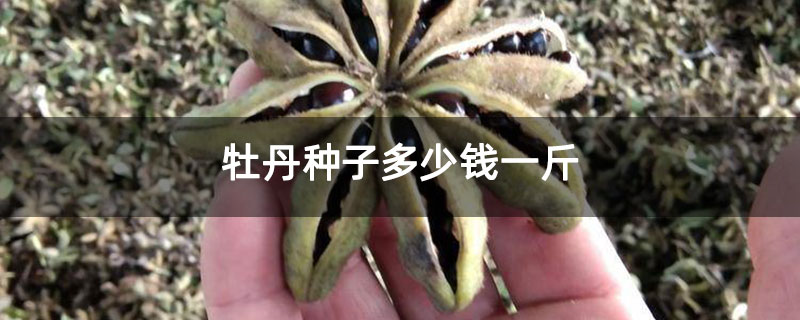 牡丹种子多少钱一斤 牡丹种子多少钱一斤