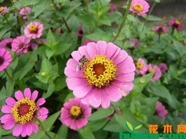 节节高百日草怎么种？百日草的种植技术方法