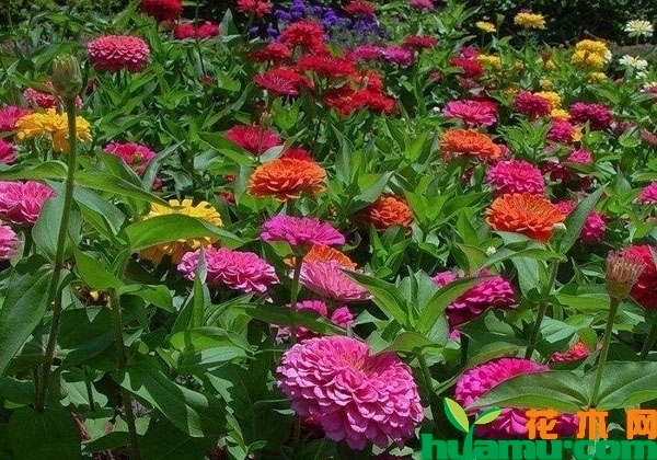 节节高百日草的种植技术方法