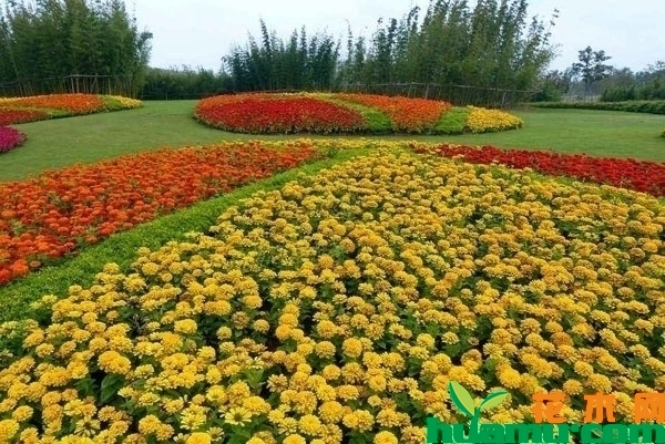 节节高百日草