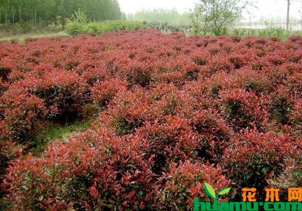 红叶石楠