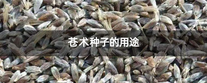 苍术种子的用途 苍术种子的用途
