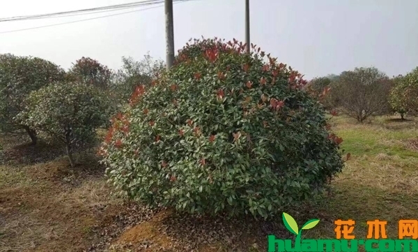 红叶石楠