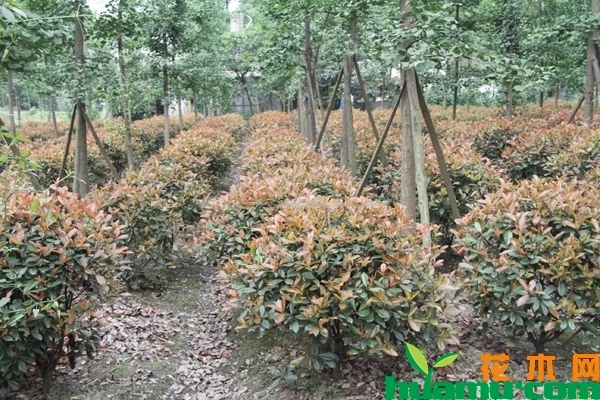 红叶石楠