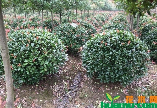  红叶石楠树价格多少钱一棵？红叶石楠修剪时间介绍