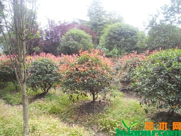 红叶石楠树