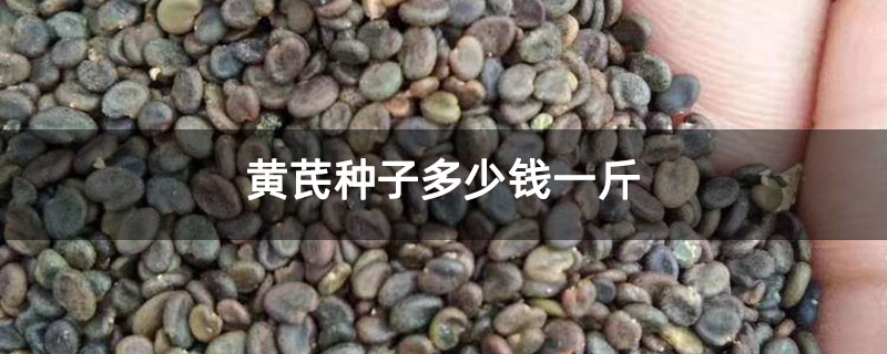 黄芪种子多少钱一斤 黄芪种子多少钱一斤
