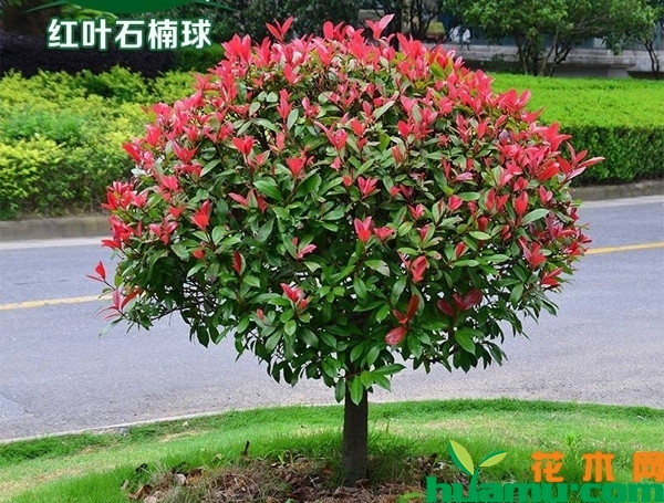 红叶石楠球
