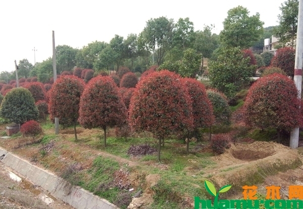 红叶石楠树