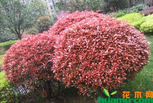 红叶石楠球