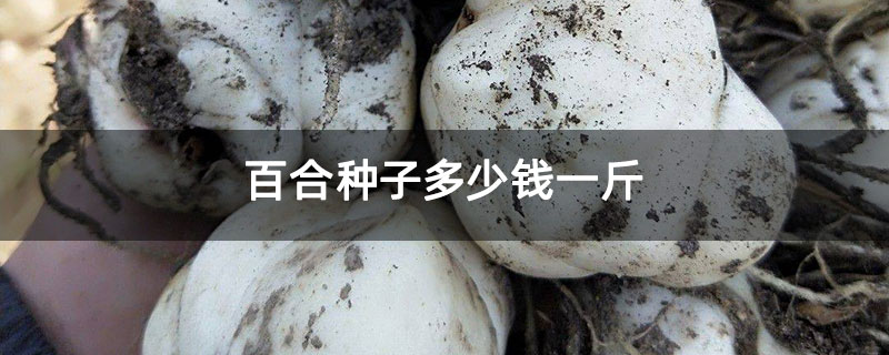百合种子多少钱一斤 百合种子多少钱一斤